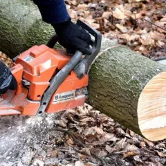 Do kiedy można wycinać drzewa na własnej posesji?