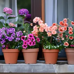 Fioletowe kwiaty na balkon: 5 gatunków i ich pielęgnacja