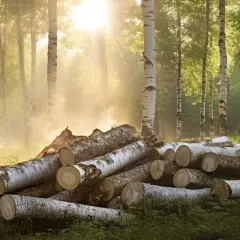 Jakie są ceny brzozy za metr? - Aktualne informacje