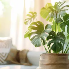 Monstera: Uprawa egzotycznej rośliny w Polsce
