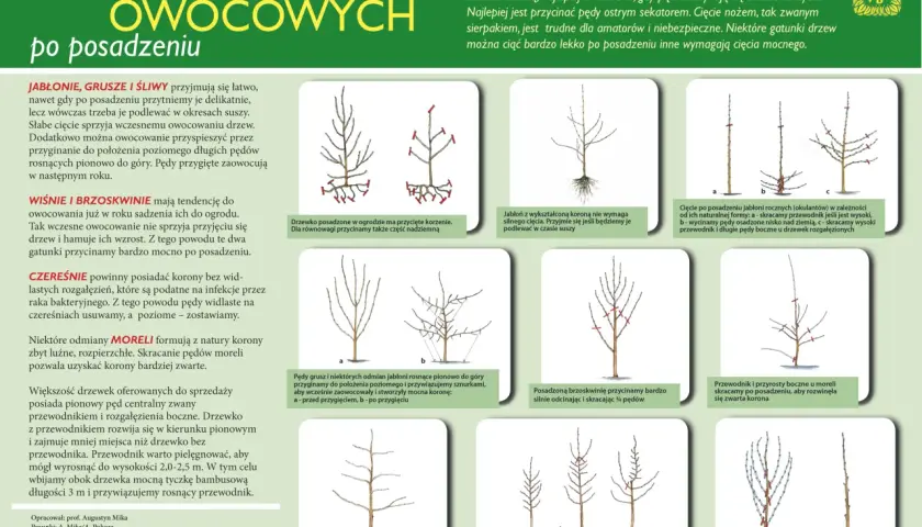 Kiedy można wycinać drzewa? - Porady i informacje